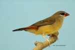 Kweker :W.Bosman